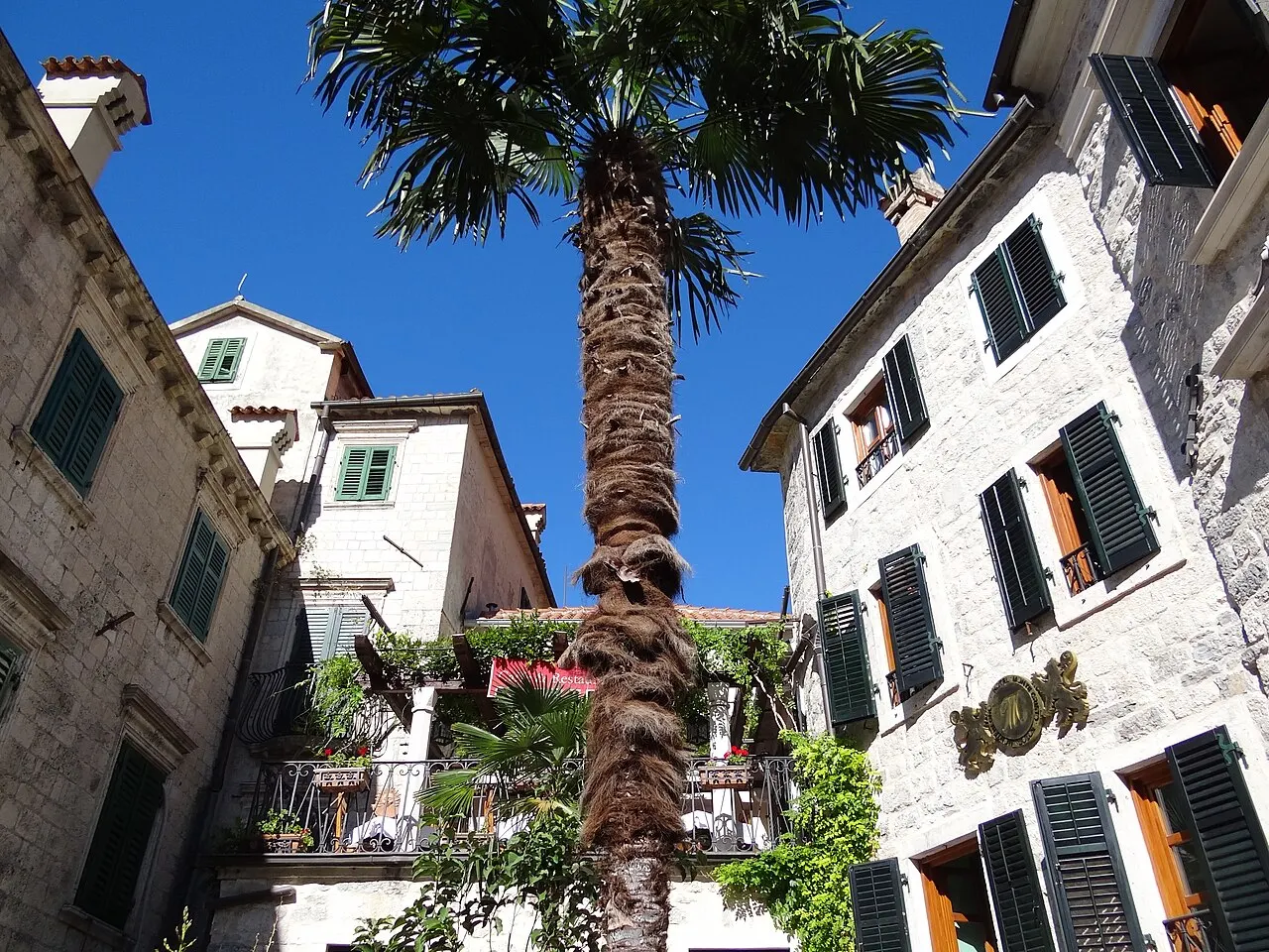 A small stone courtyard in Kotor's Old Town with green-shuttered apartment buildings, plant-filled balconies and a palm tree