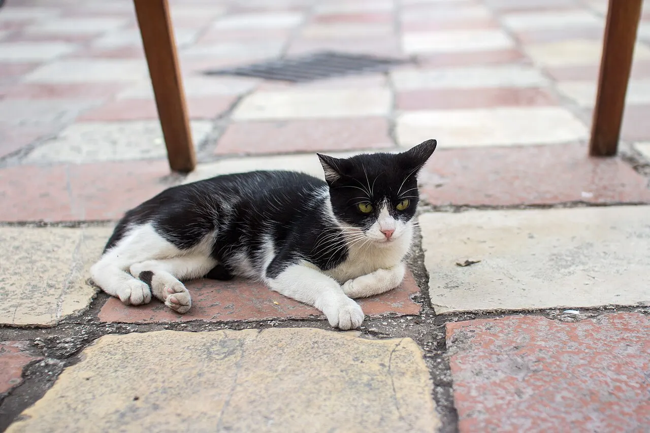 A close portrait of a black-and-white feral cat in Kotor, Montenegro, against a weathered Old Town backdrop