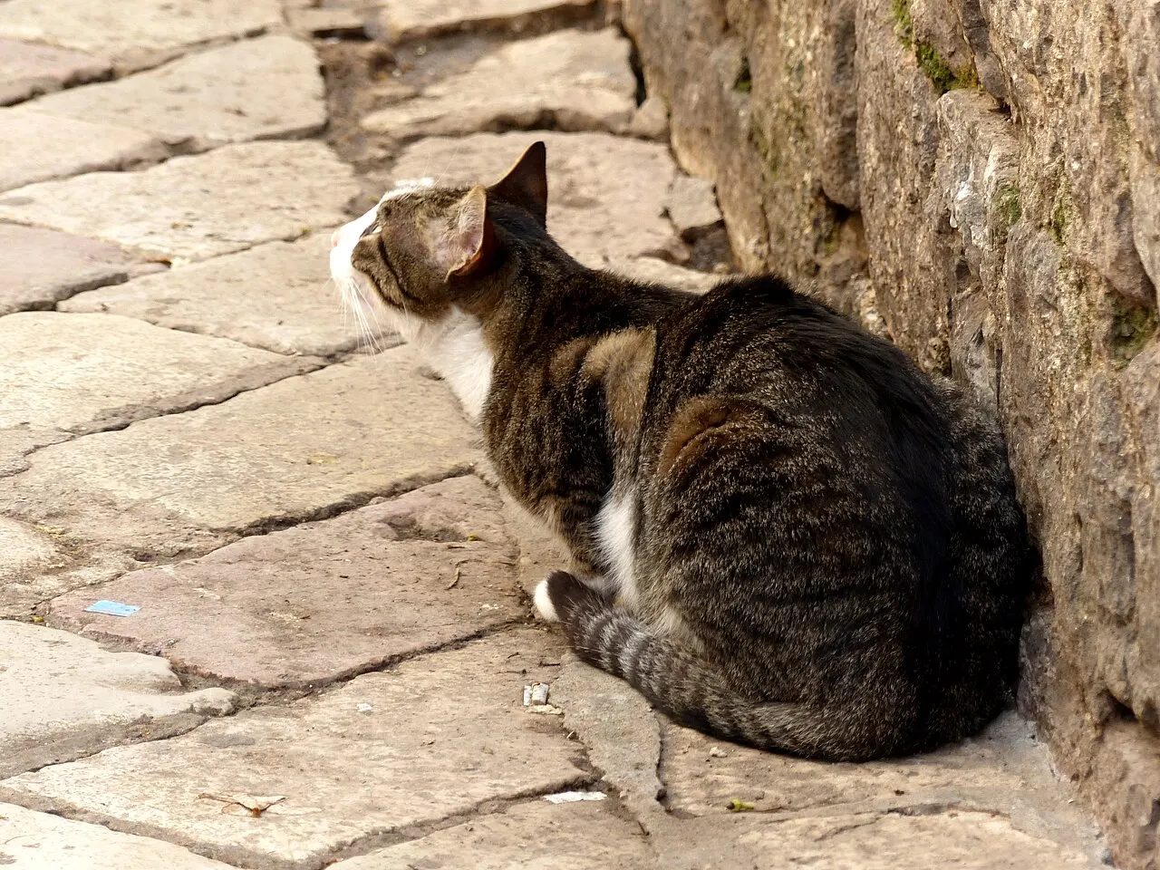 A cat on warm stone in a lane of Kotor's Old Town
