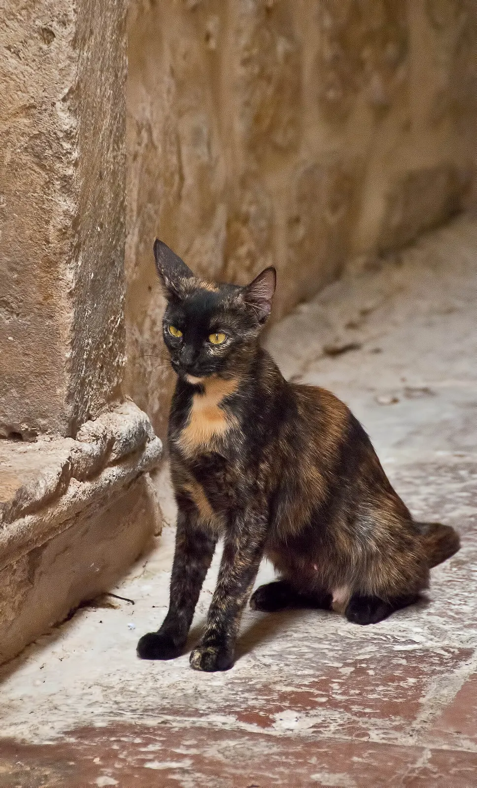 A street cat resting on warm stone in Kotor's Old Town, Montenegro