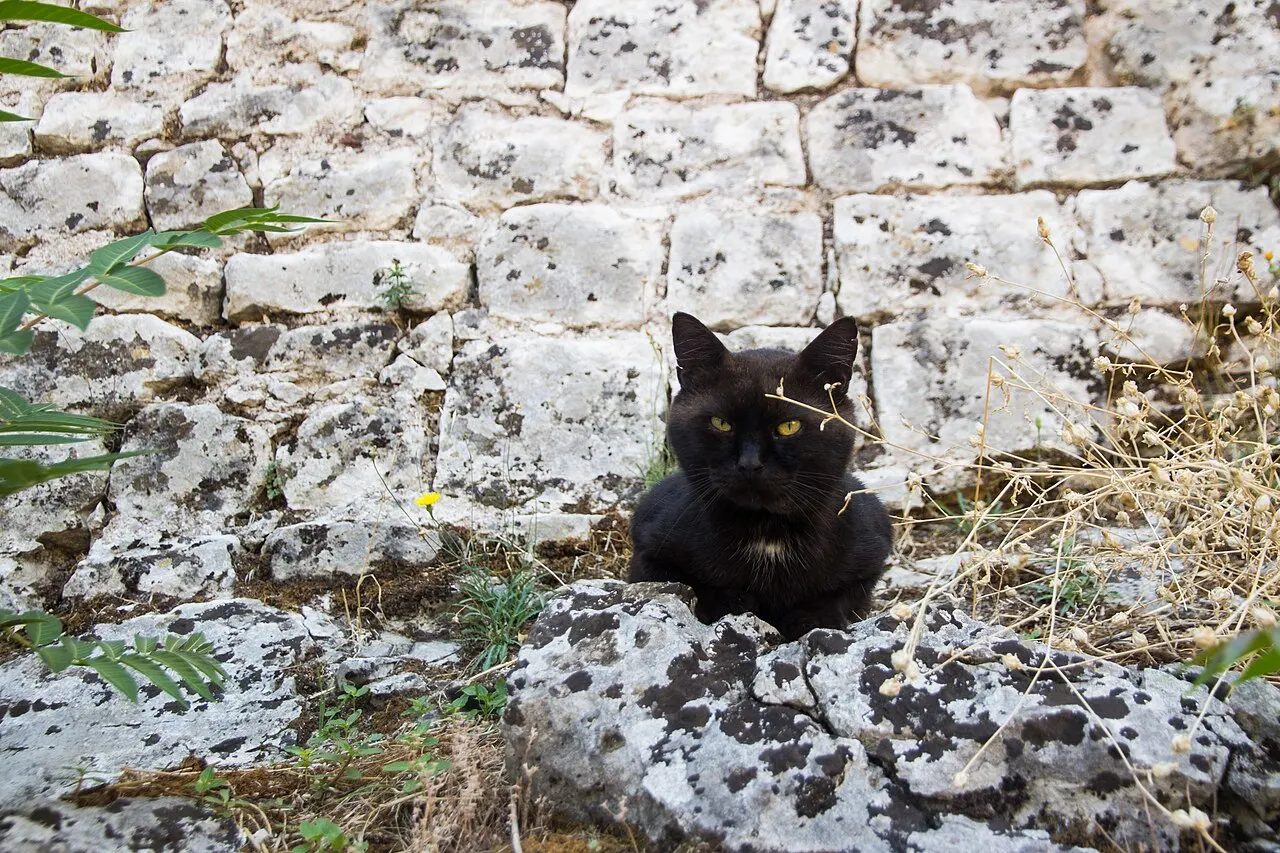 A cat resting on warm stone steps in Kotor's Old Town